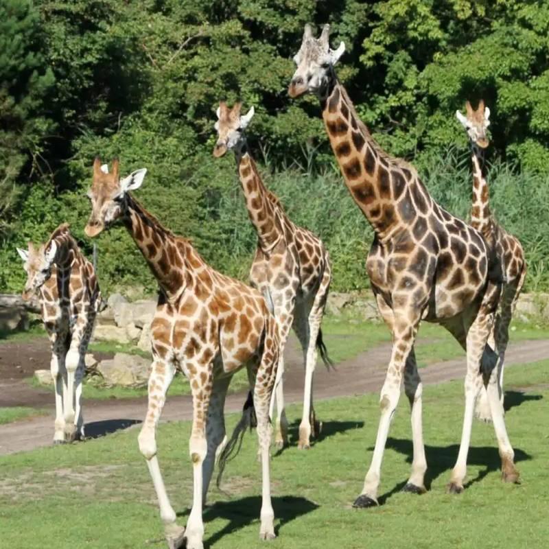 Giraffen im Leipziger Zoo