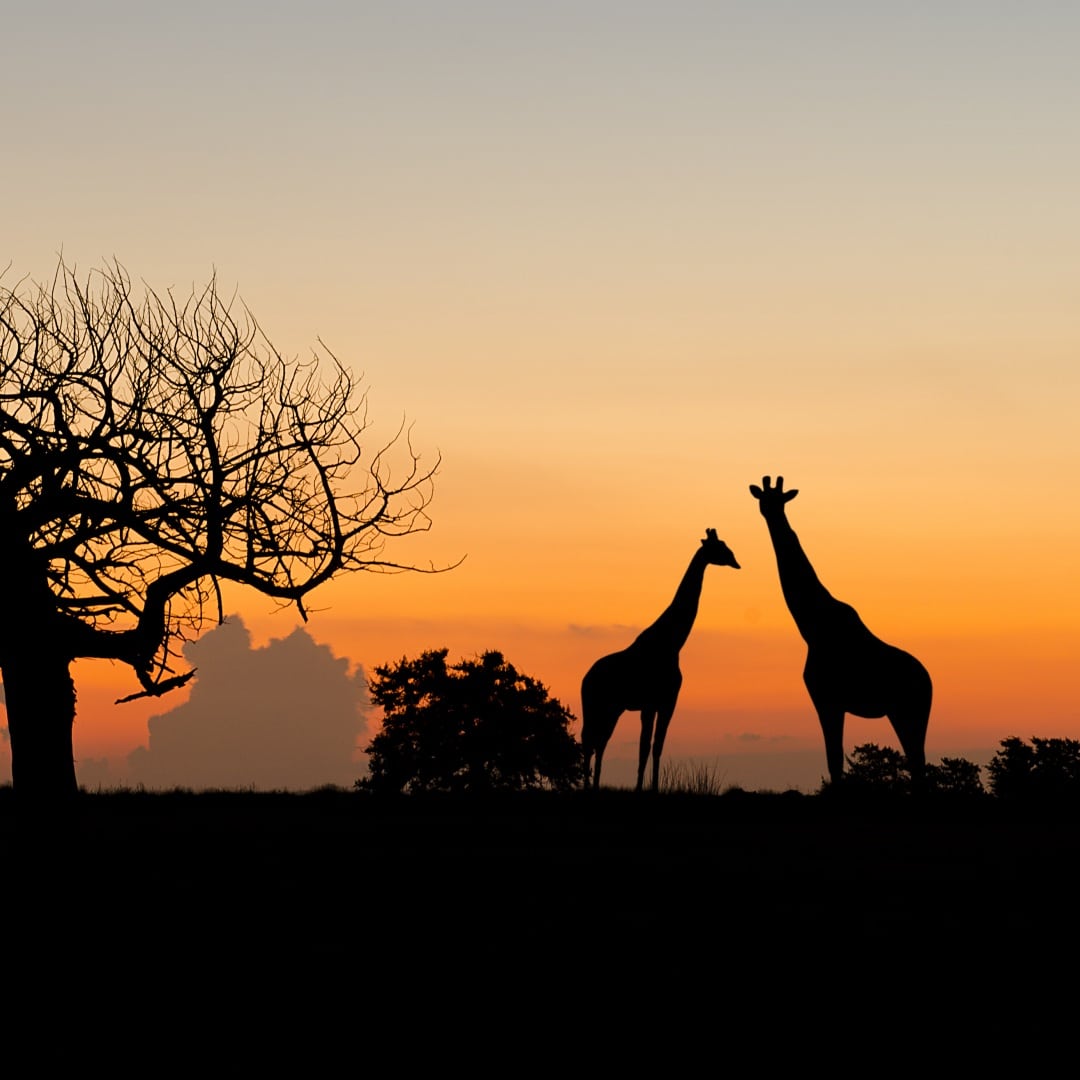 Zoo Leipzig Angebote